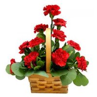Send Red Carnation Basket 12 Flowers to Hyderabad. Friendship Day Flowers to Hyderabad