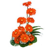 Valentine's Day Flowers to Hyderabad Same Day Delivery having Orange Gerbera Basket 12 Flowers in Secunderabad