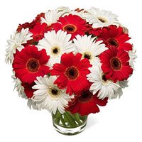 Diwali Flowers in Hyderabad to Send Red White Gerbera in Vase 20 Flowers in Hyderabad