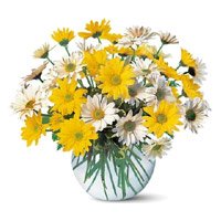 Online Rakhi Flower Delivery to Hyderabad with Yellow White Gerbera in Vase 24 Flowers to Hyderabad