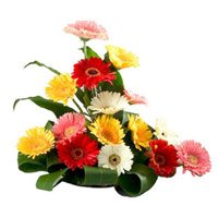 Deliver Flowers to Hyderabad. Online Mixed Gerbera Basket 15 Flowers and Rakhi to Hyderabad