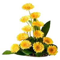 Place Order for Christmas Yellow Gerbera Basket of 12 Flowers Delivery in Hyderabad