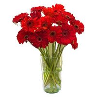 Deliver Rakhi and Red Gerbera in Vase 12 Flowers to Hyderabad