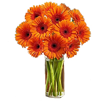 Deliver Online of Orange Gerbera in Vase with 24 Rakhi Flowers in Hyderabad