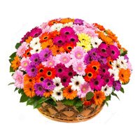 Flowers to Hyderabad consisting Mix Gerbera Basket 50 Flowers to Vizianagram