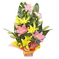 Diwali Flowers Delivery to Hyderabad. Pink Yellow Lily Basket 6 Flower Stems